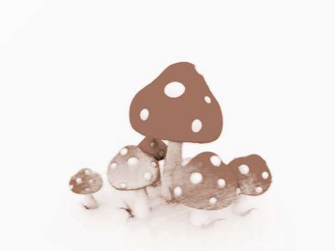 五颜六色的蘑菇